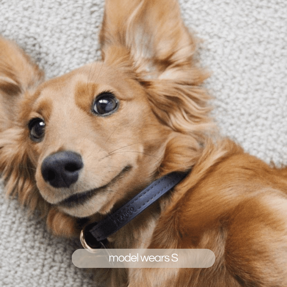 Navy blue vegan leather dog collar by ST ARGO with durable high quality designer customised hardware in light gold