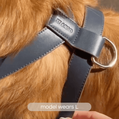 Golden Retriever wears the size L navy ST ARGO designer vegan leather dog harness