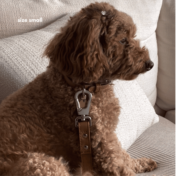 COLLAR WALK SET - Caramel