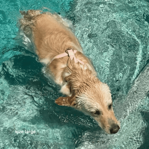 golden retriever swimming in pink harness