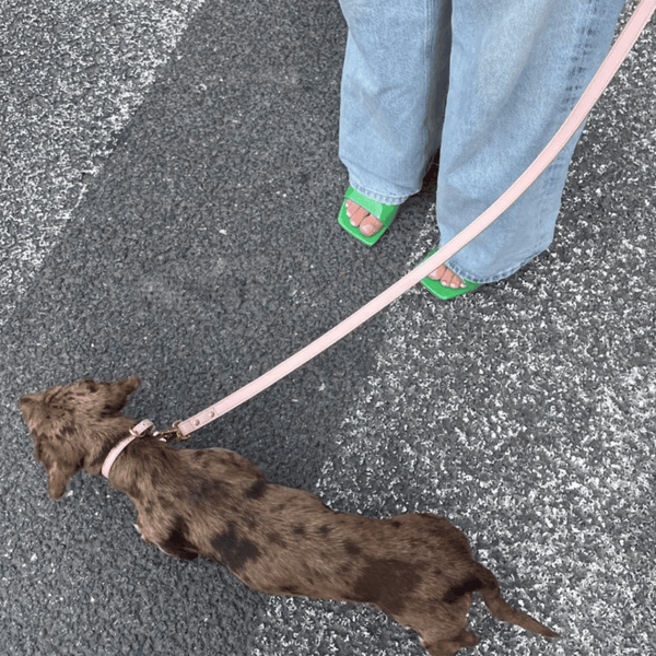 the leash on a dappled dachshund