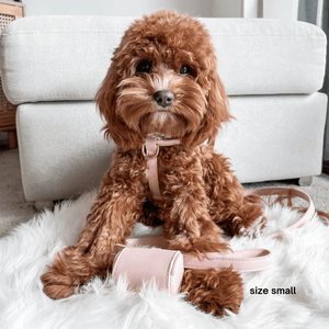 cavoodle wears the set in size small