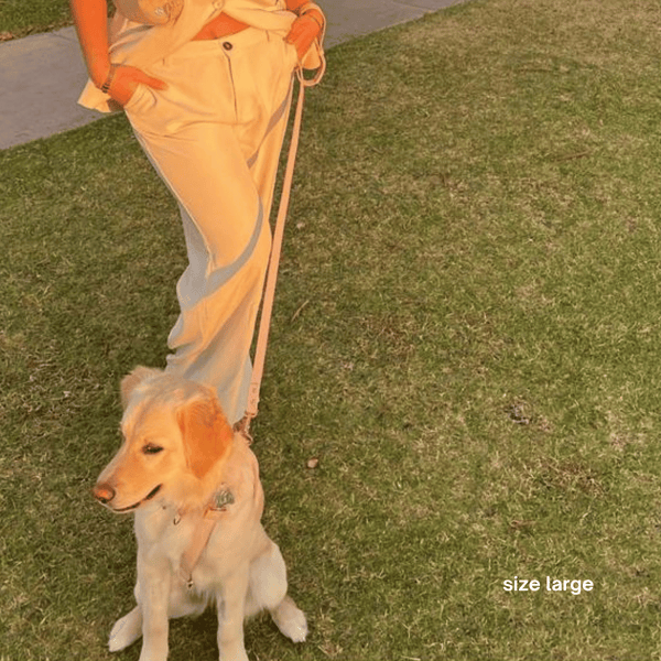 large harness set on golden retriever