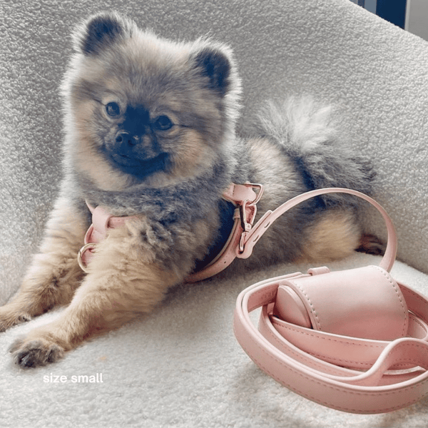 the walk set in pale pink on pomeranian