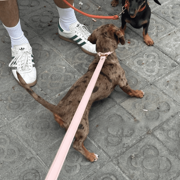 the pale pink dog lead and collar