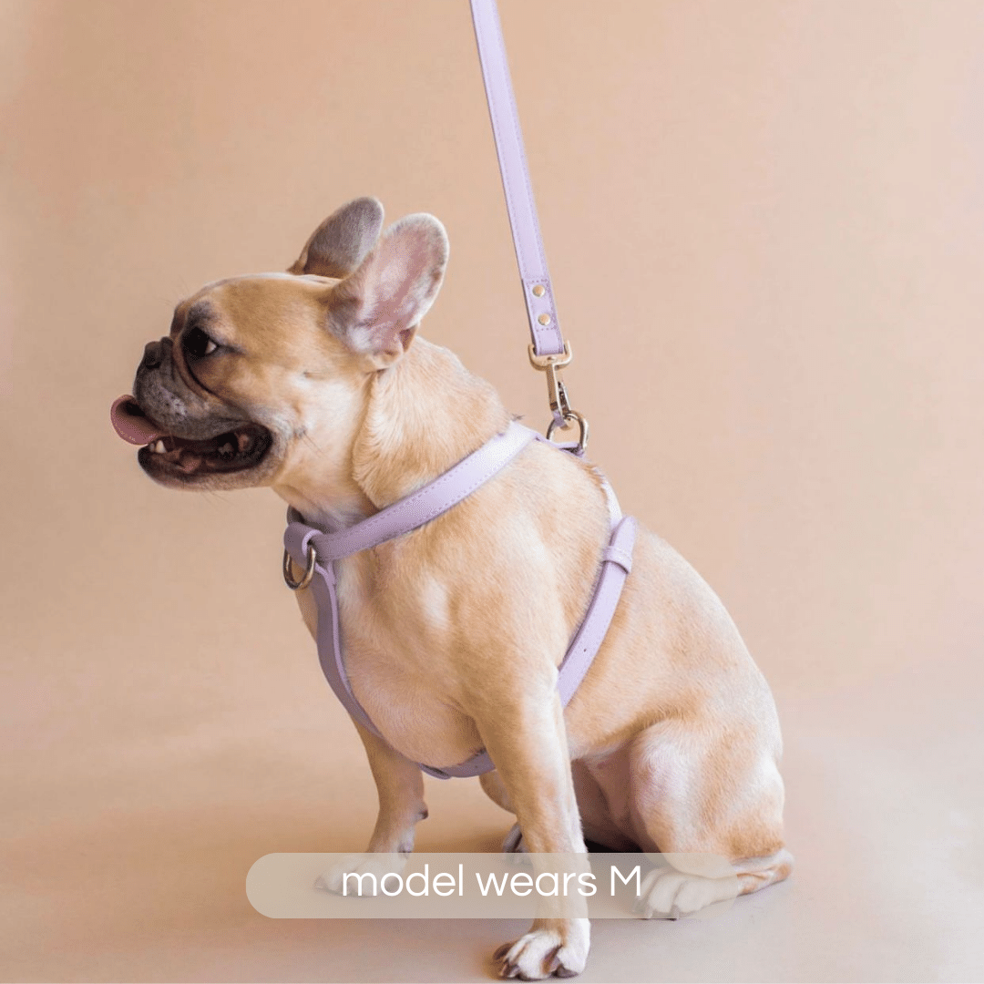 French bulldog harness shop size