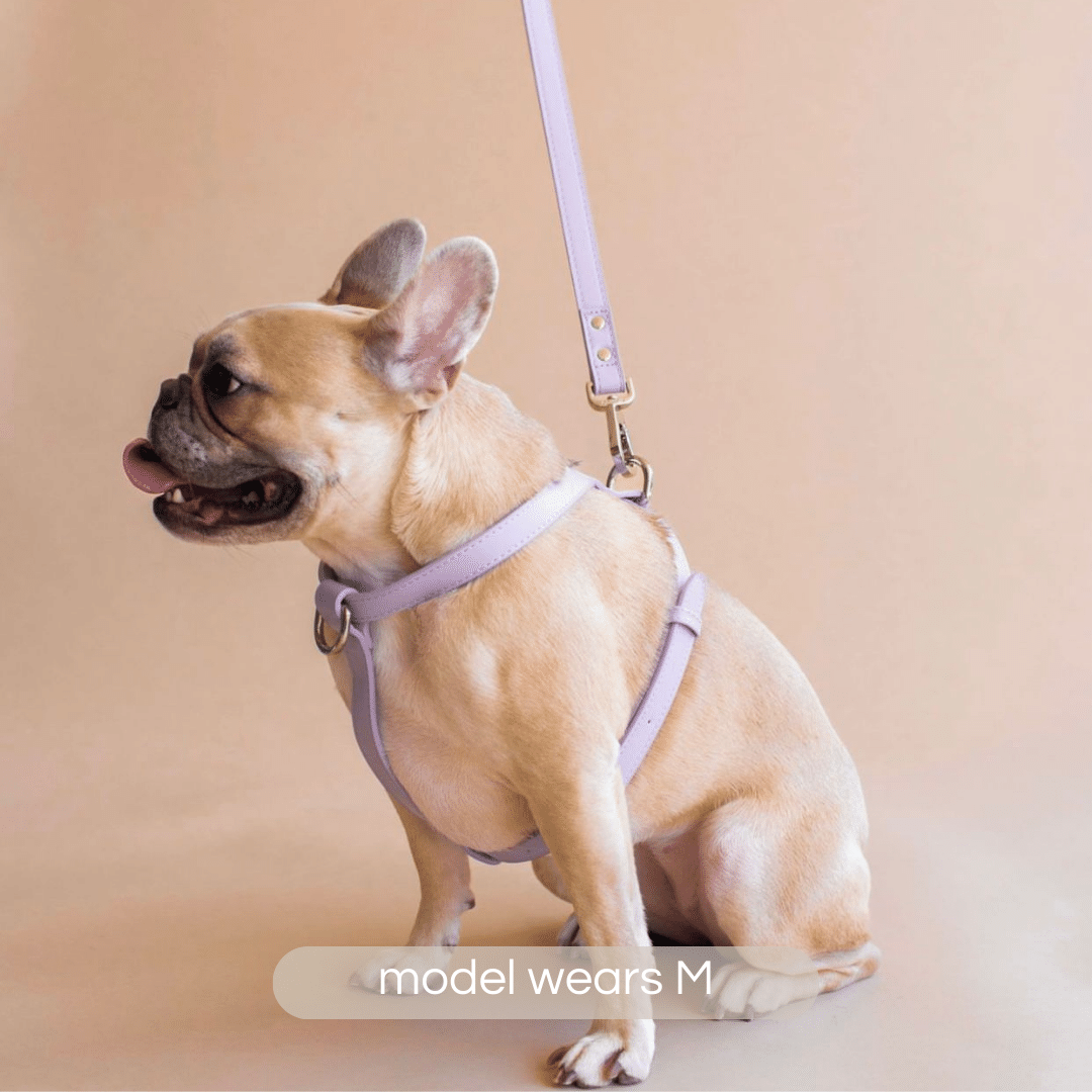 Cream french bulldog wears our lilac dog harness in size medium