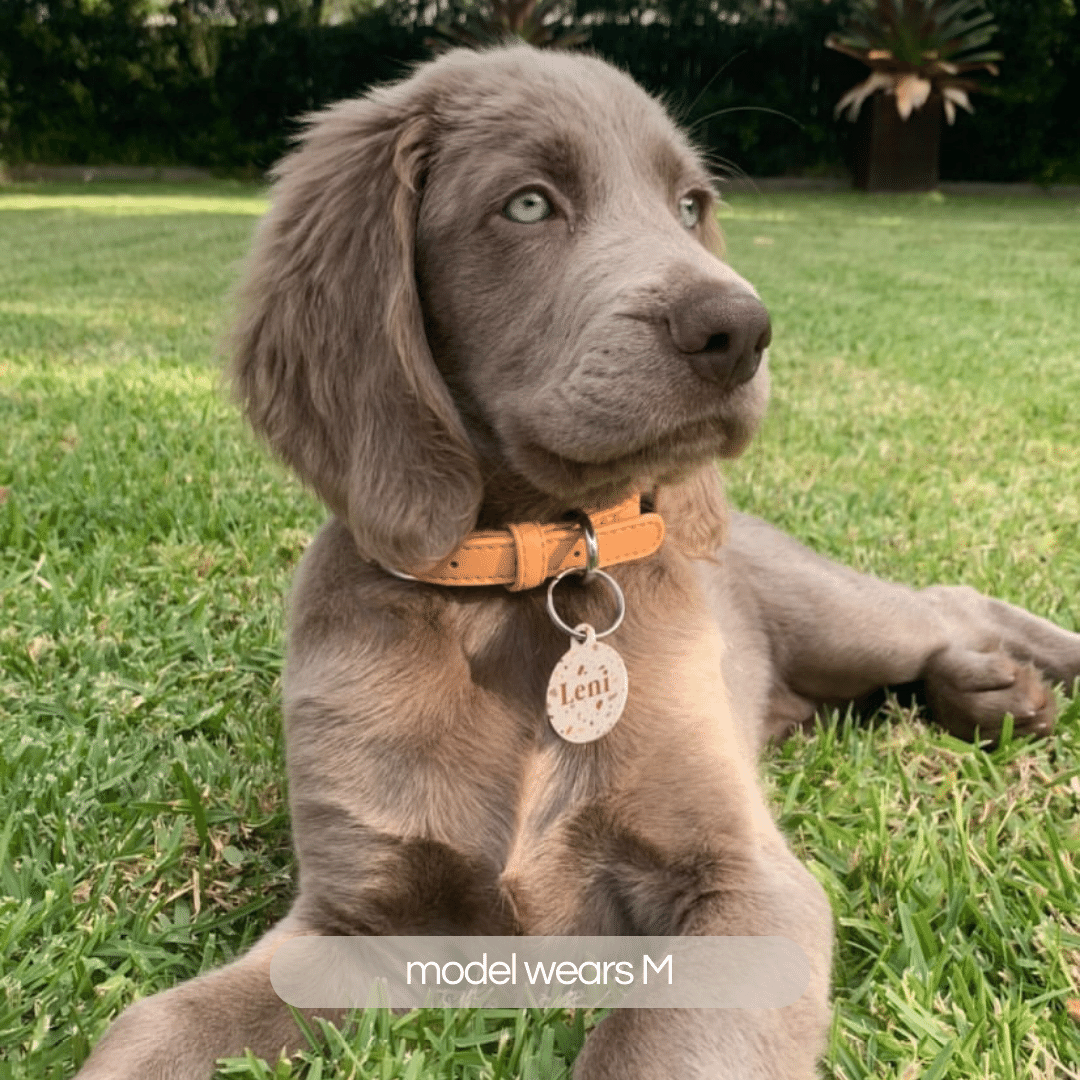 silver weimeraner puppy wears the ST ARGO vegan leather peach pastel dog collar with silver hardware. Designed in Melbourne