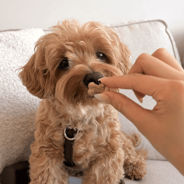 moodle sniffs dog treat