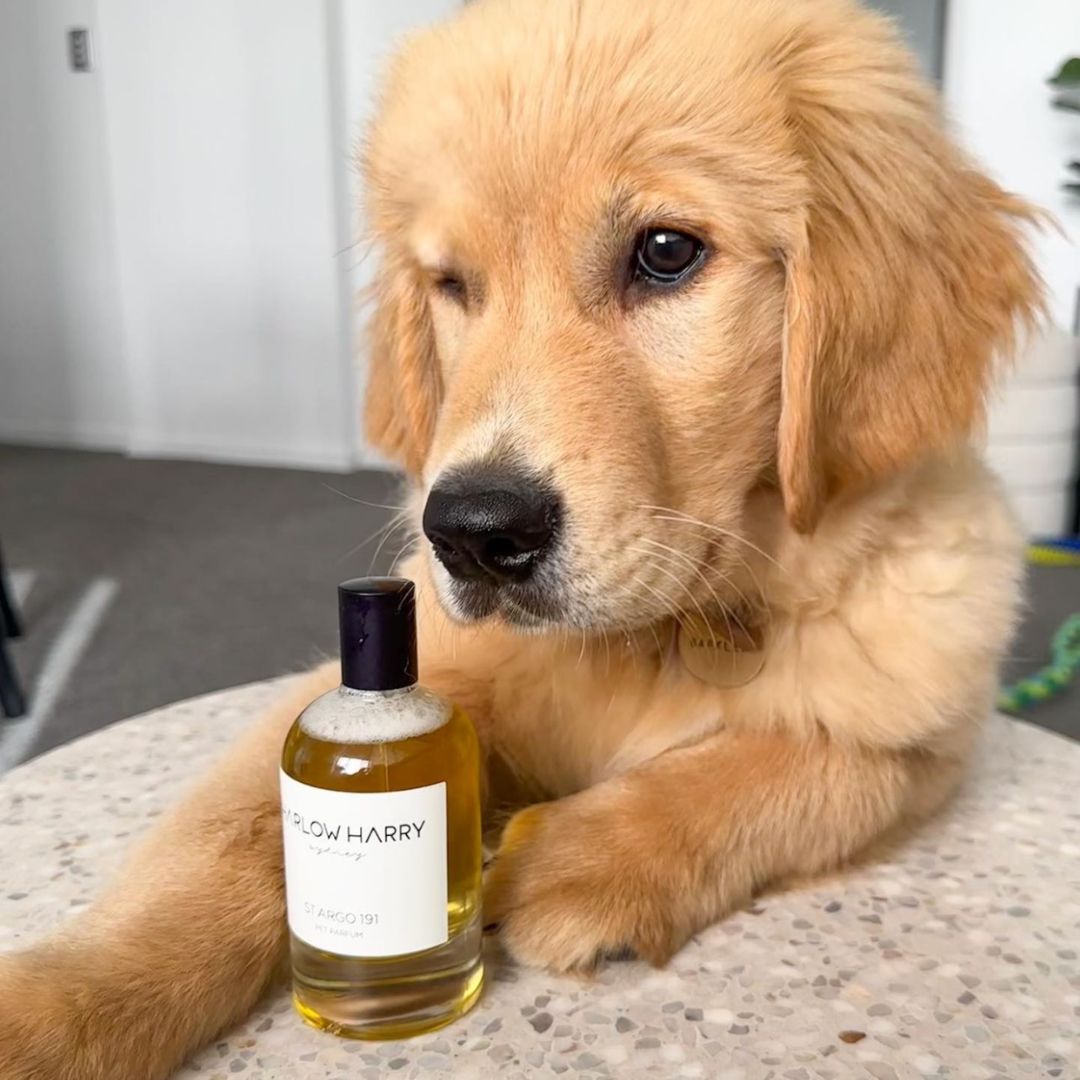 Golden Retriever with his ST ARGO 191 Pet Parfum