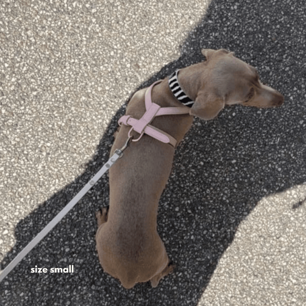 Small dog on a leash with a pink harness on a textured pavement surface