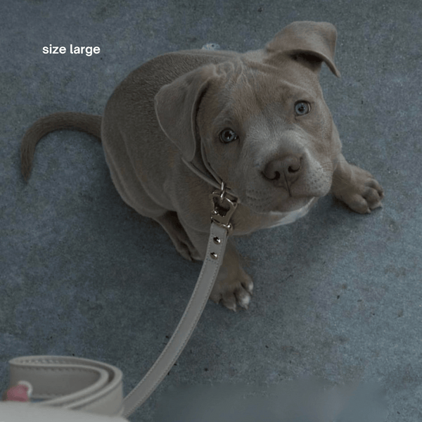 a pitbull puppy in the size large for him to grow into