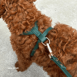 the small bottle green harness on a ginger poodle