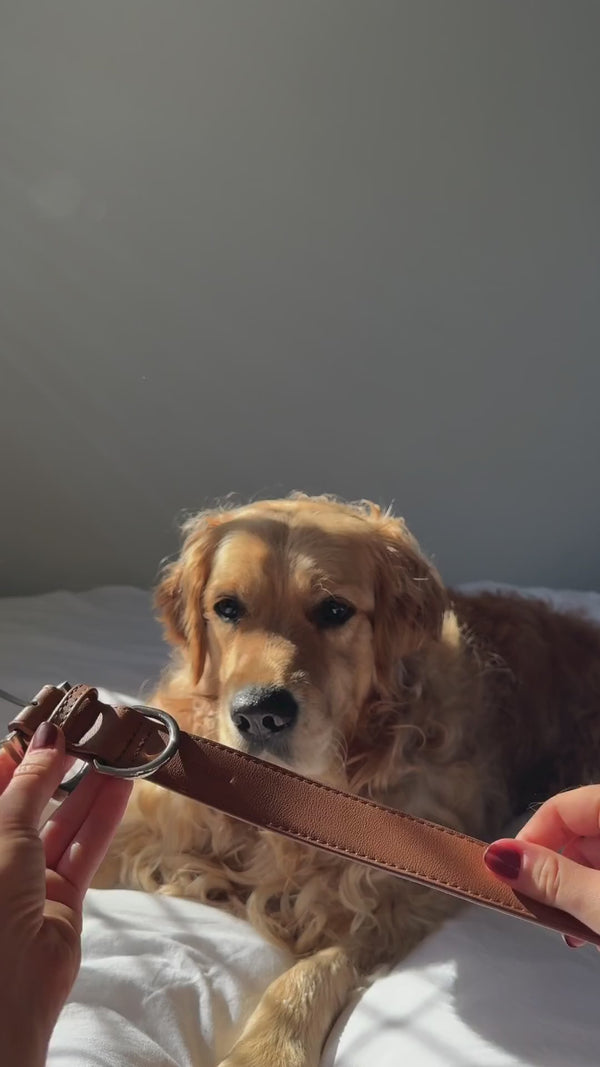 brown dog collar, hands free leash and treat pouch for a golden retriever