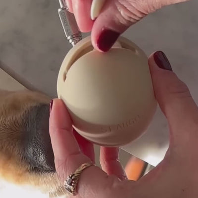 feeding dog from treat pouch