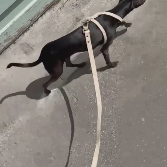 the taupe ST ARGO vegan leather dog leash