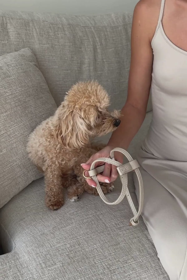 cute dog in taupe walk set