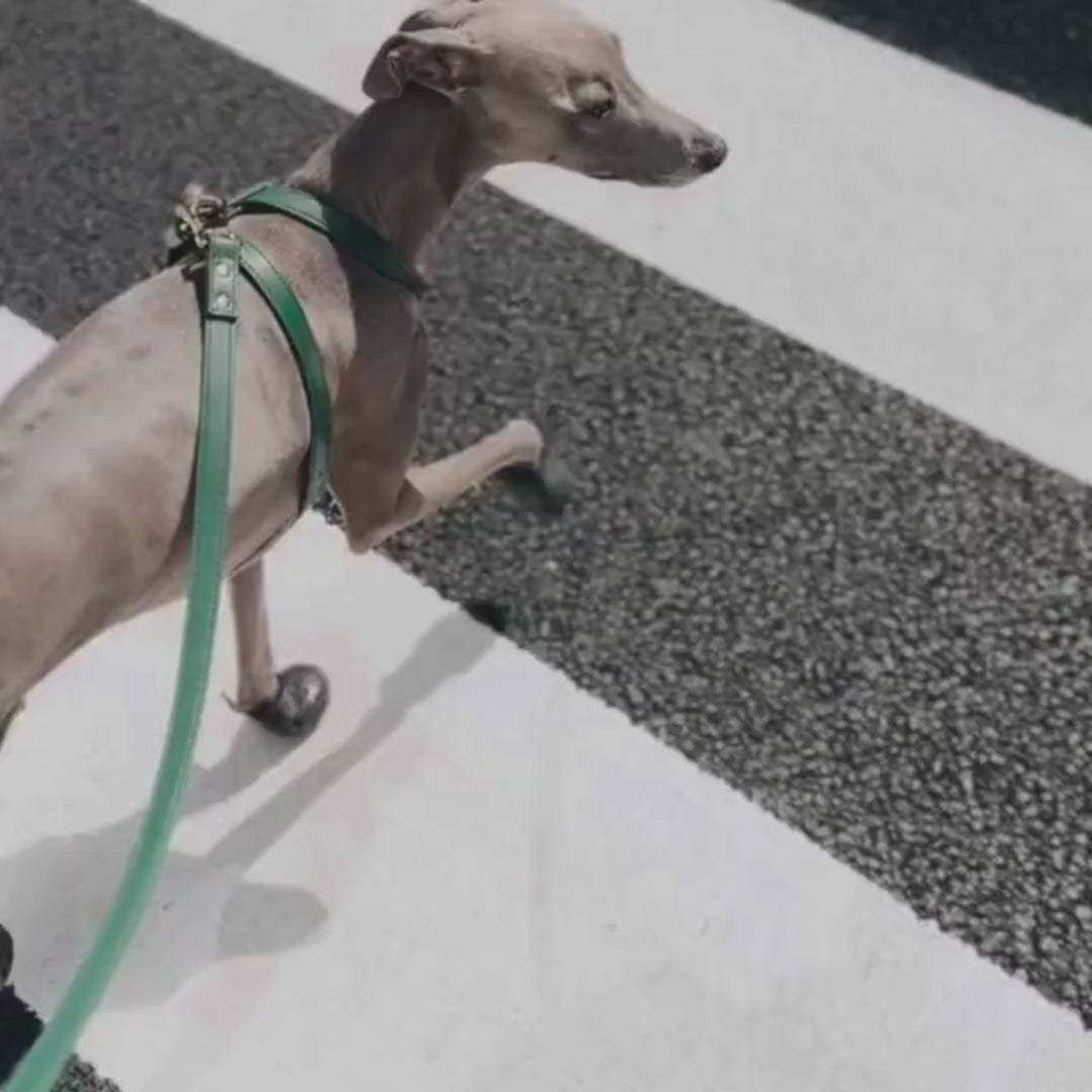 BOTTLE GREEN ST ARGO DOG HARNESS WALKING ACCESSORIES ITALIAN GREYHOUND