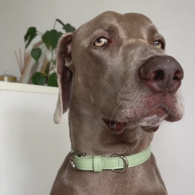 large weimeraner proudly wears the ST ARGO sage green dog collar