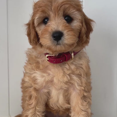 Ruby Red Vegan Leather Designer Dog Collar on Cavoodle Puppy