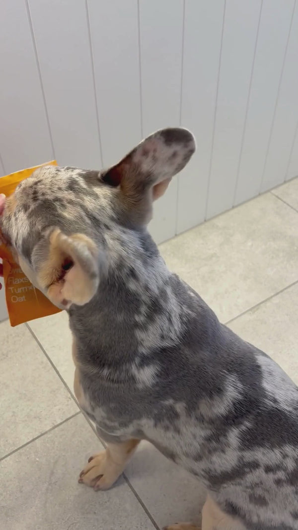Cheese flavoured dog treats video