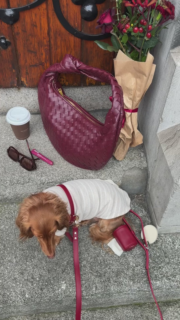 the ruby red harness walk set on a dachshund