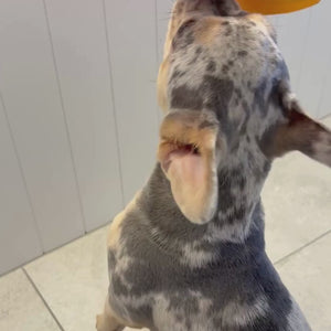 TREATS - Cheezy Bites