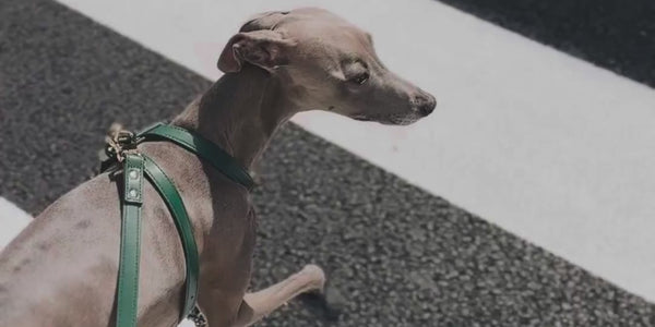 Dog Walking in Green Harness