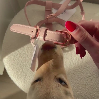 unboxing the pale pink dog collar walk set