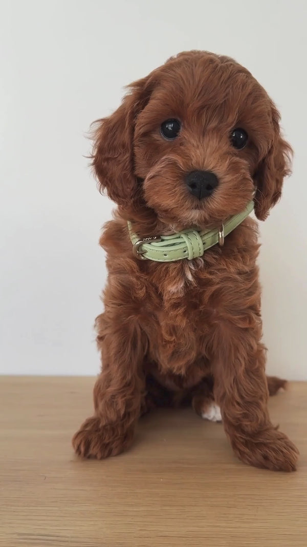 cavoodle puppies in different collars