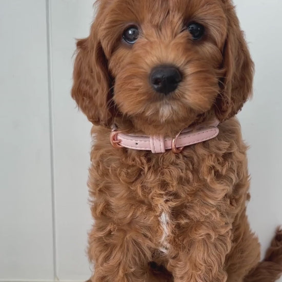 Super cute cavoodle puppy wears the ST ARGO vegan leather pale pink dog collar with rose gold hardware