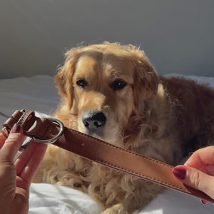 golden retriever tries on the brown collar