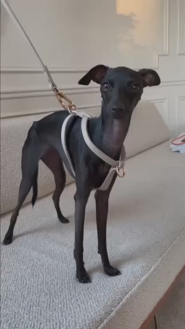 the taupe harness and leash on a black Italian Greyhound