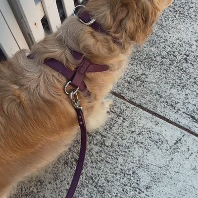 burgundy harness in size large on a golden retriever