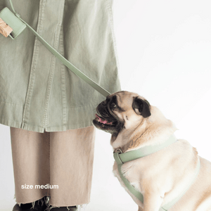 a pug wears the medium sage harness walk set