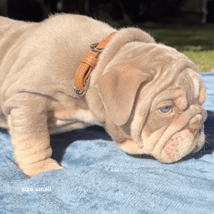 a puppy bulldog in the small brown collar