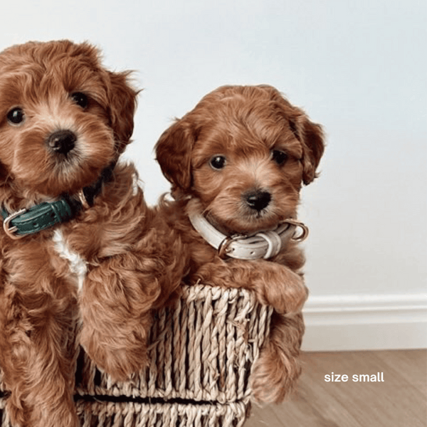 a cavoodle puppy wears the size small