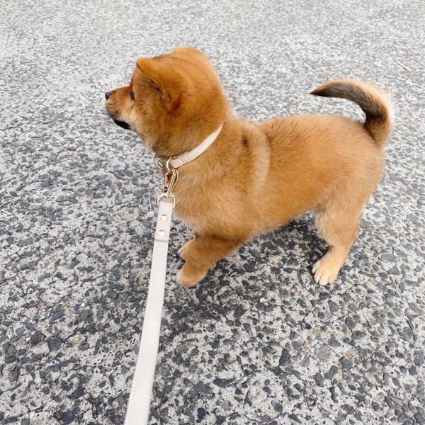 a puppy in the small taupe collar and matching taupe leash