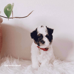 a puppy in the ruby red collar size xs