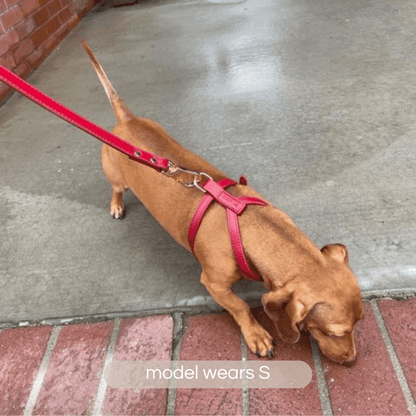 ruby red harness on dachshund
