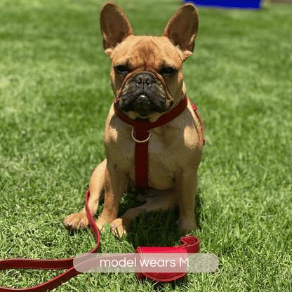 french bulldog in ruby red harness walk set