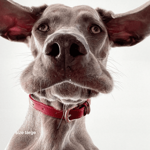 ruby red collar on weimaraner