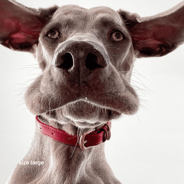 ruby red collar on weimaraner