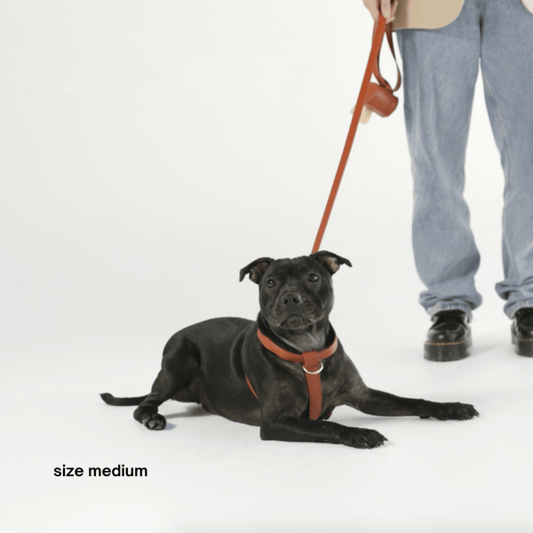 Staffy Luna wears the ruby red harness in size Medium