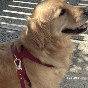 golden retriever Charlie wears the dog harness in ruby red