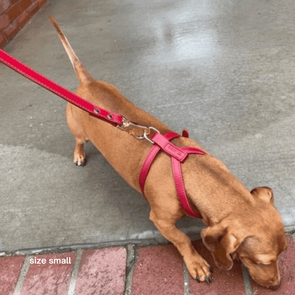 a dachshund wears the ruby red harness while sniffing