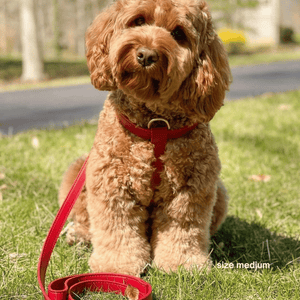 size medium harness on a golden doodle