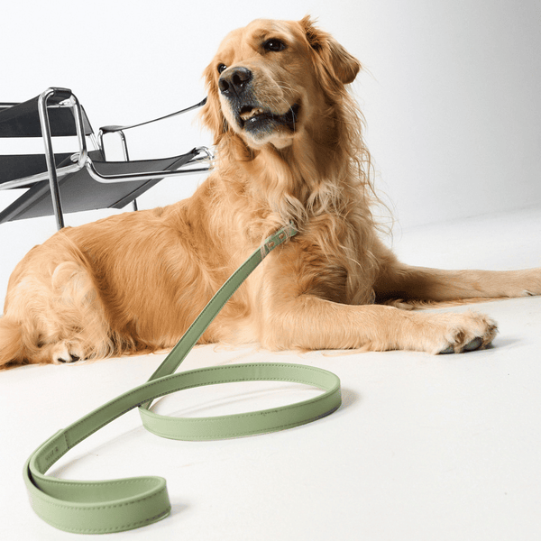 sage green dog lead on golden retriever