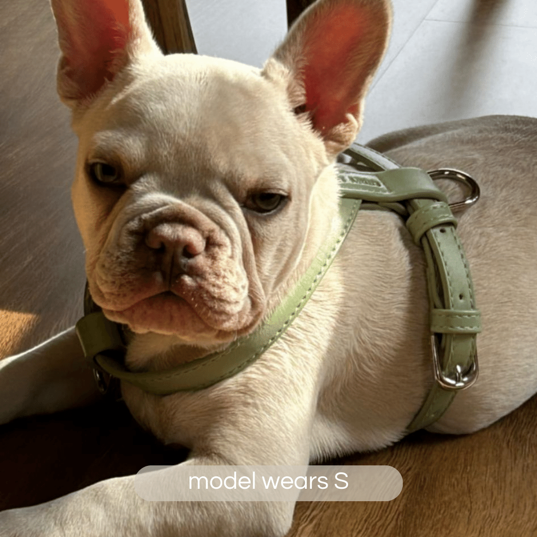 french bulldog puppy in small sage harness