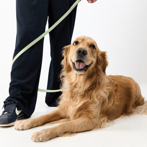 golden retriever in the sage dog lead